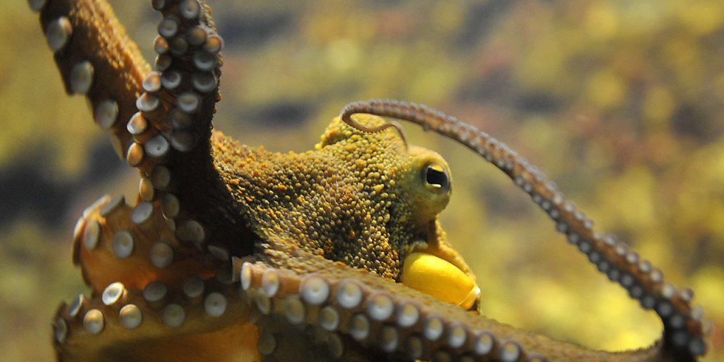 Farbwechsel, Spieltrieb und ungewöhnliches Paarungsverhalten: Kraken - hier ein Gemeiner Krake aus dem Zoo Basel - erstaunt die Meeresbiologen durch ihre Fähigkeiten. Farbwechsel, Spieltrieb und ungewöhnliches Paarungsverhalten: Kraken - hier ein Gemeiner Krake aus dem Zoo Basel - erstaunt die Meeresbiologen durch ihre Fähigkeiten.