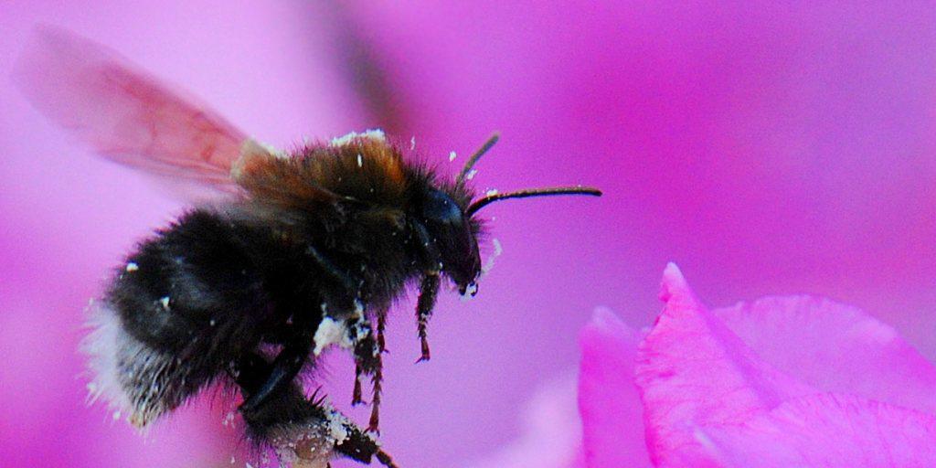 Ob eine Hummel Pollen oder Nektar sammelt, beeinflusst ihre Manövrierfähigkeit. Bild: Hummel im Anflug auf eine Rhododendron-Blüte. Ob eine Hummel Pollen oder Nektar sammelt, beeinflusst ihre Manövrierfähigkeit. Bild: Hummel im Anflug auf eine Rhododendron-Blüte.