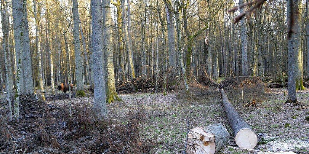 Die polnische Regierung hat unerlaubterweise Rodungen im Bialowieza-Urwald bewilligt - dies beschied der EU-Gerichtshof in Strassburg. (Archiv)