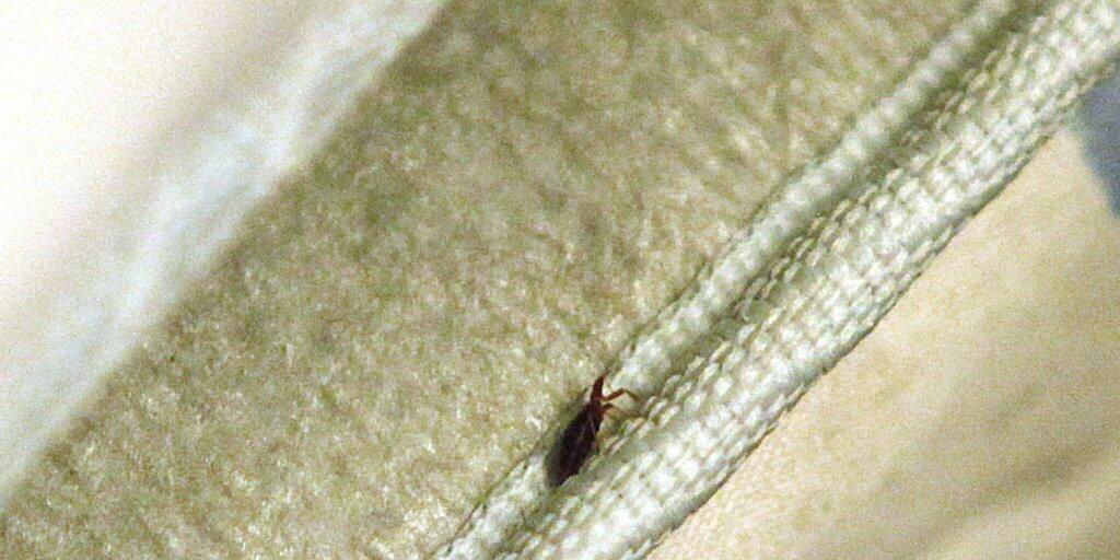 Suchen derzeit die Kaserne La Lécherette VD heim und haben rund 30 Armeeangehörige gestochen: Bettwanzen. (Symbolbild) Suchen derzeit die Kaserne La Lécherette VD heim und haben rund 30 Armeeangehörige gestochen: Bettwanzen. (Symbolbild)