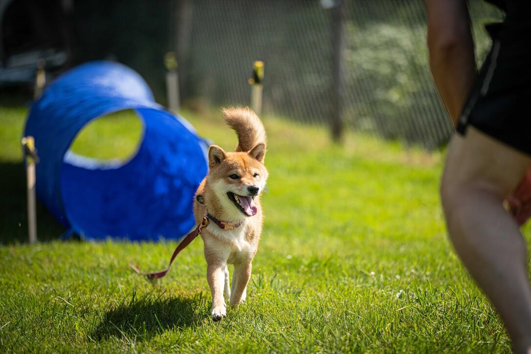 Hundeplausch Balzers (20.06.2026)