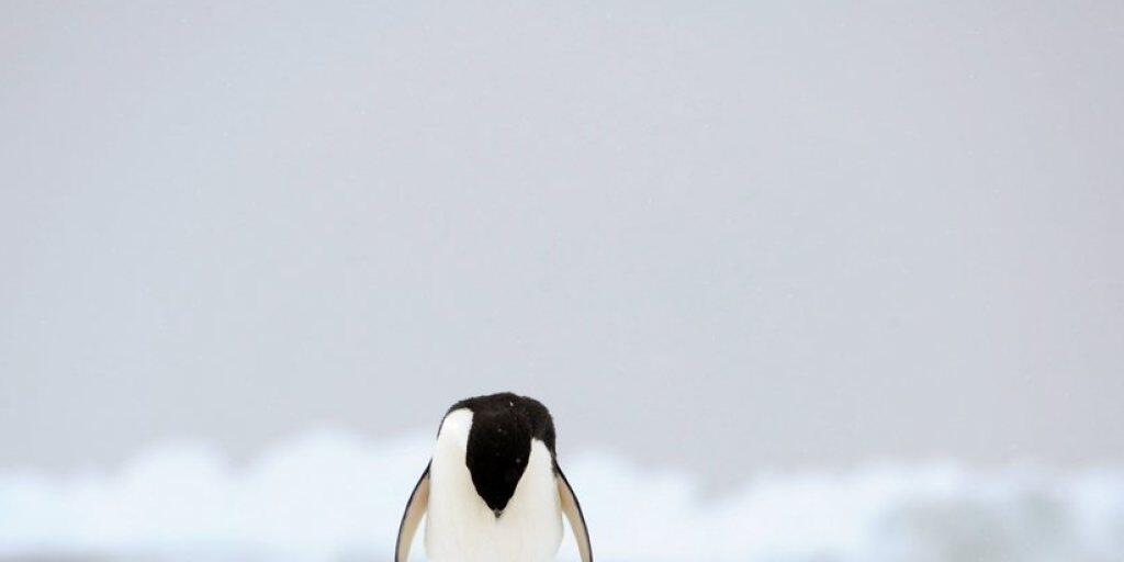 Ein Adelie-Pinguin in der Antarktis. Die Tiere sind durch den Klimawandel und steigende Meerestemperaturen immer mehr bedroht. (Archiv)