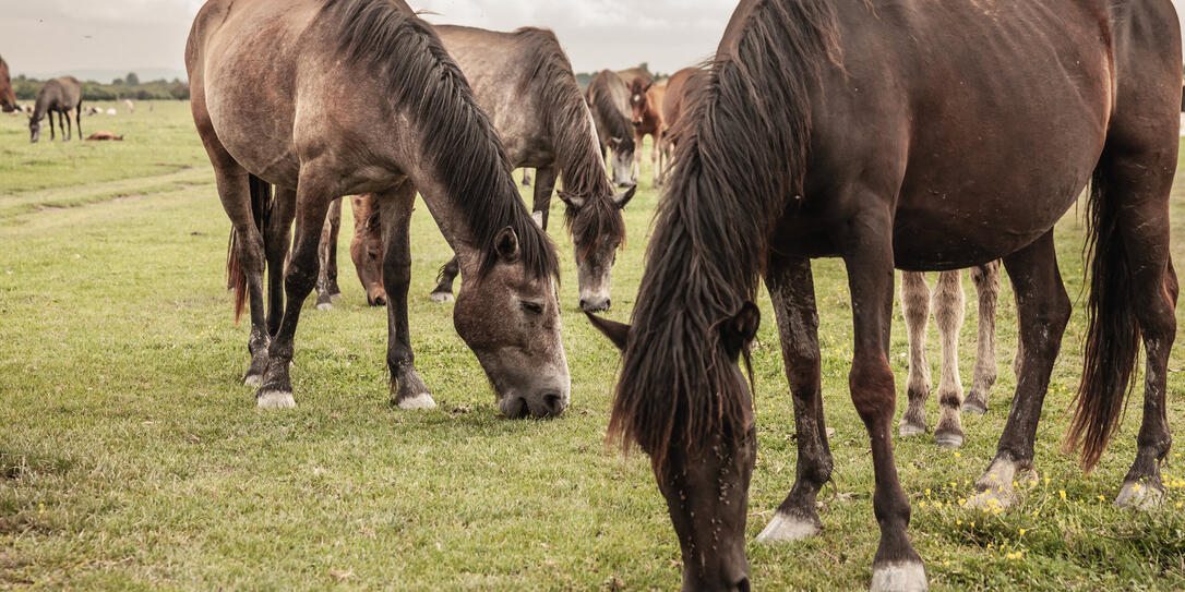 Selective blur on a group, a herd of horses, brown, in Zasavica, Serbia, eating and grazing grass in a traditional rural farm landscape. Equidae are a symbol of countryside animals.