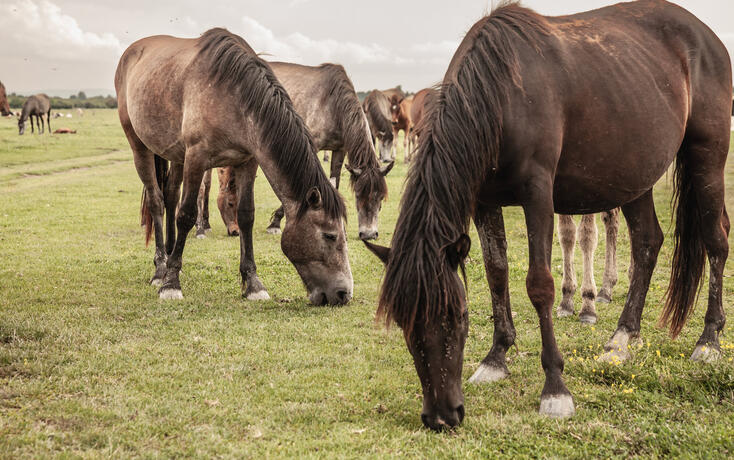 Selective blur on a group, a herd of horses, brown, in Zasavica, Serbia, eating and grazing grass in a traditional rural farm landscape. Equidae are a symbol of countryside animals.