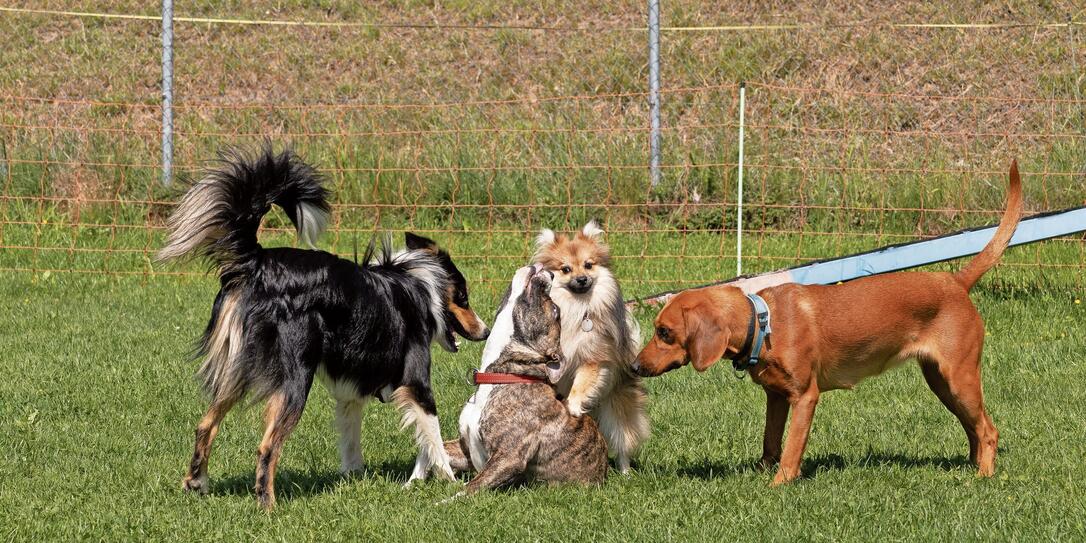 Hundesport Rüthi
