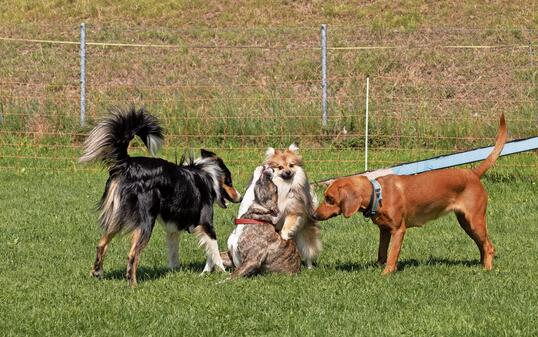 Hundesport Rüthi