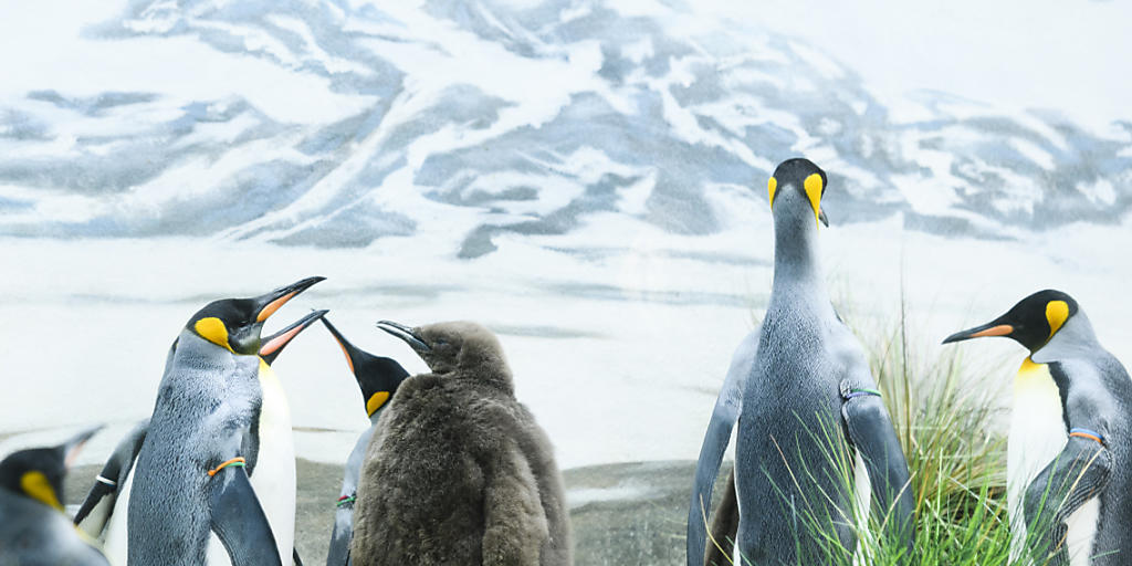 Der junge Königspinguin im Zoo Zürich fällt in der Gruppe mit seinem braunen Daunenkleid auf. Dieses wird er erst im Alter von 10 bis 12 Monaten ablegen.