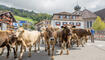 Alpabfahrt Alpgenossenschaft Gritsch Schaan