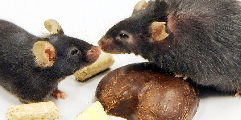 Das Zusammenspiel von Kälte und Vitamin A kann helfen, schlechtes weisses Körperfett in gutes braunes umzuwandeln, was schliesslich der Gewichtsreduktion dient. Die Methode wirkte im Labor bei Mäusen und Menschen. (Symbolbild)