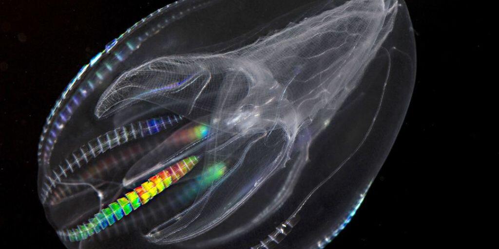 Statt im Herbst Vorräte anzulegen, pflanzt sich die Rippenqualle Mnemiopsis leidyi wie verrückt fort und frisst ihre Brut. Diese leicht verfügbare Nahrungsquelle ermöglichte der winzigen, hirnlosen Kreatur, sich von Südamerika bis in die Nordsee und ins Mittelmeer zu verbreiten. (Archivbild) Statt im Herbst Vorräte anzulegen, pflanzt sich die Rippenqualle Mnemiopsis leidyi wie verrückt fort und frisst ihre Brut. Diese leicht verfügbare Nahrungsquelle ermöglichte der winzigen, hirnlosen Kreatur, sich von Südamerika bis in die Nordsee und ins Mittelmeer zu verbreiten. (Archivbild)