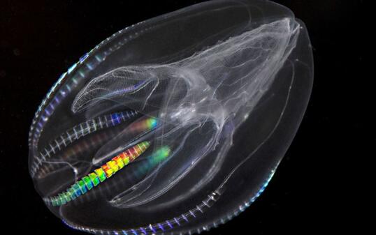 Statt im Herbst Vorr&auml;te anzulegen, pflanzt sich die Rippenqualle Mnemiopsis leidyi wie verr&uuml;ckt fort und frisst ihre Brut. Diese leicht verf&uuml;gbare Nahrungsquelle erm&ouml;glichte der winzigen, hirnlosen Kreatur, sich von S&uuml;damerika bis in die Nordsee und ins Mittelmeer zu verbreiten. (Archivbild)