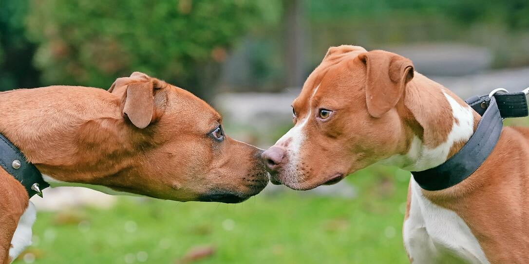 American terriers American terriers