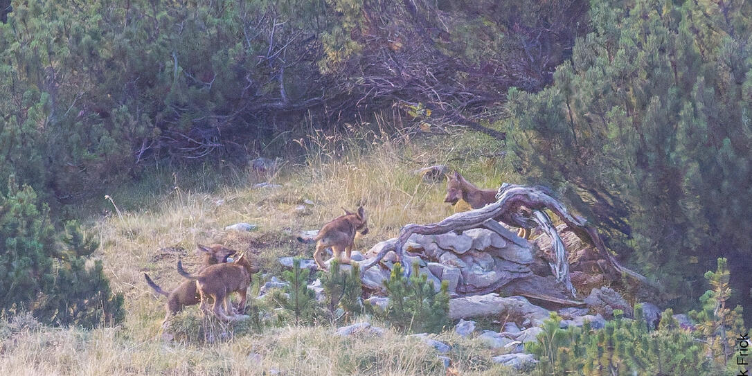 Nachwuchs bei Wolfspaar bestätigt - Falknisrudel