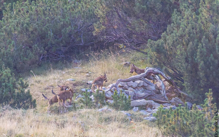 Nachwuchs bei Wolfspaar best&auml;tigt - Falknisrudel