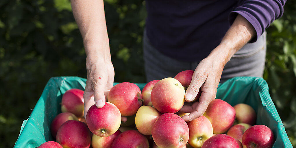 Um einen Engpass in der Apfelversorgung zu verhindern, lässt der Bund 8000 Tonnen Importäpfel zu. (Archiv)