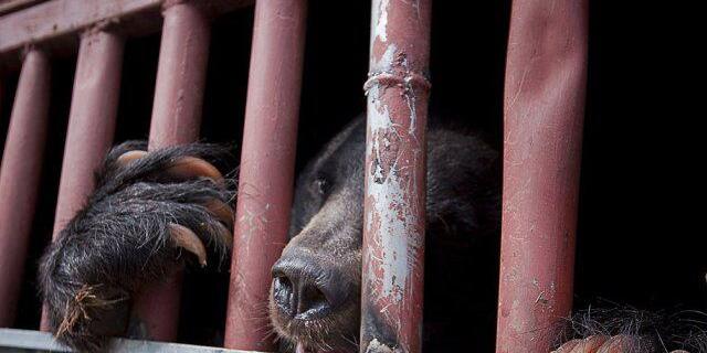 Ein eingesperrter Bär in einer Farm in Vietnam (Archivbild)