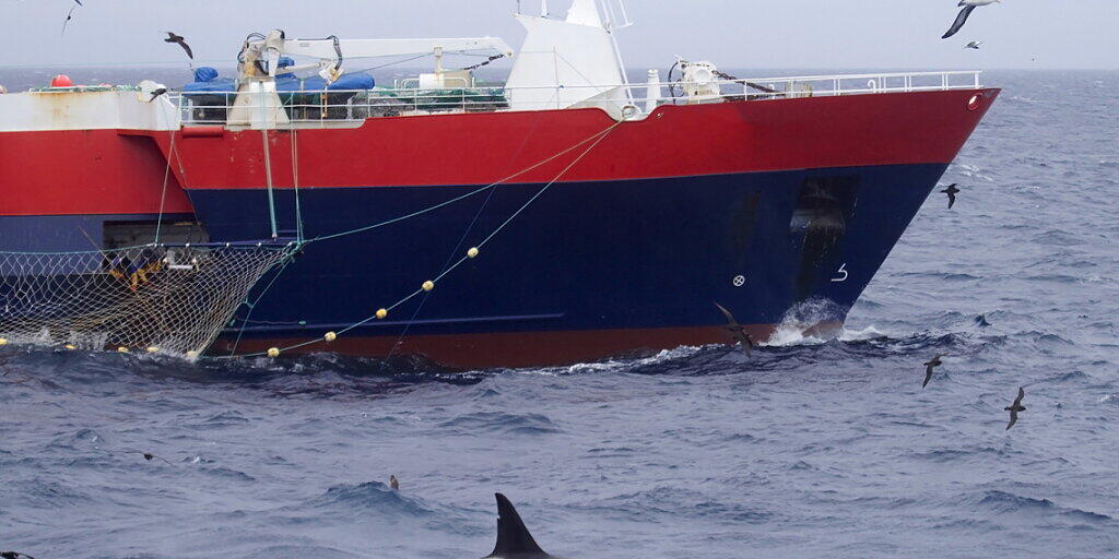 In Neuseeland dürfen nach dem Willen der dortigen Regierung künftig keine Treibnetze mehr beim Fischfang eingesetzt werden. (Symbolbild)