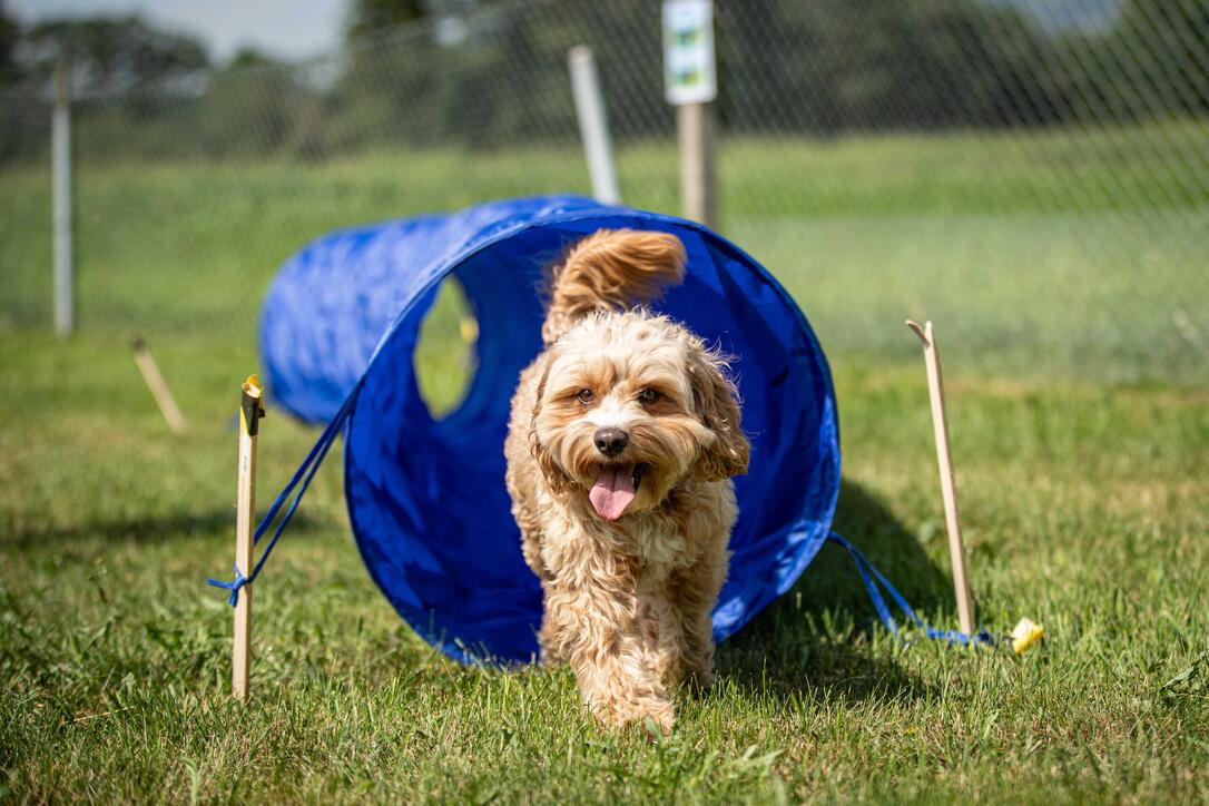 Hundeplausch Balzers (20.06.2026)