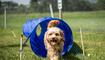 Hundeplausch Balzers (20.06.2026)