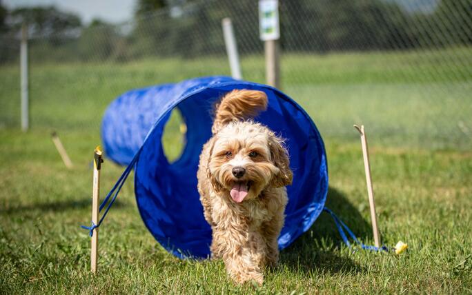 Hundeplausch Balzers (20.06.2026)