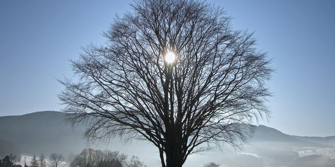 sun behind tree in winter