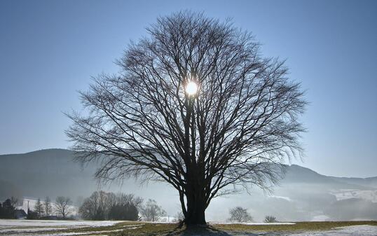 sun behind tree in winter