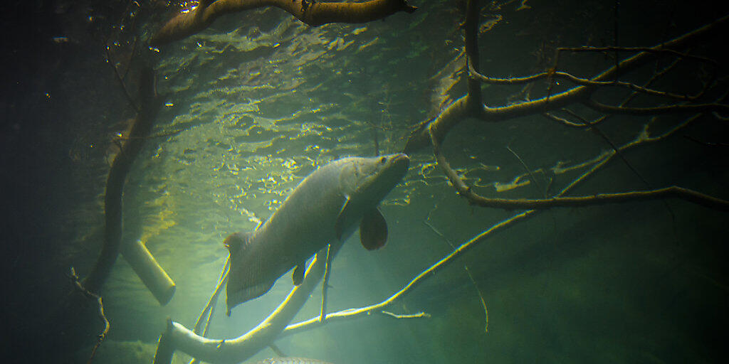 Die Arapaima schwammen am Dienstag bereits in ihren neuen Wasserbecken in der Aquatis-Anlage in Lausanne herum. Die in Südamerika heimischen Süsswasserfische können bis 4,5 Meter lang werden.