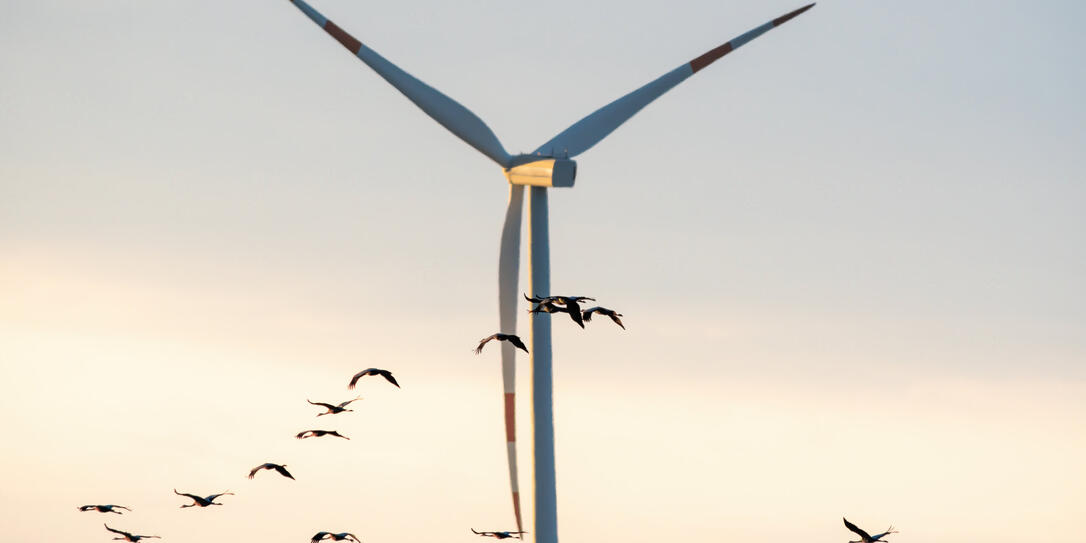 cranes fly in the sky
