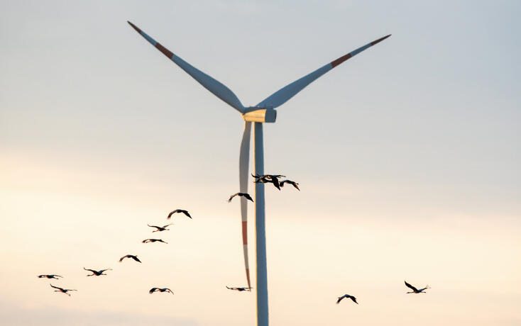 cranes fly in the sky