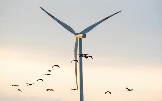 cranes fly in the sky