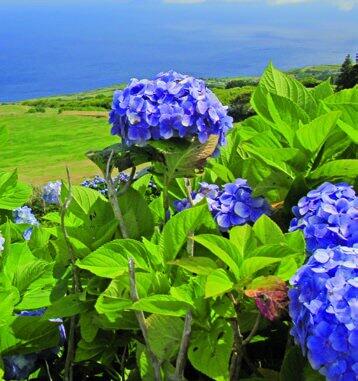 Azoren faial portugal