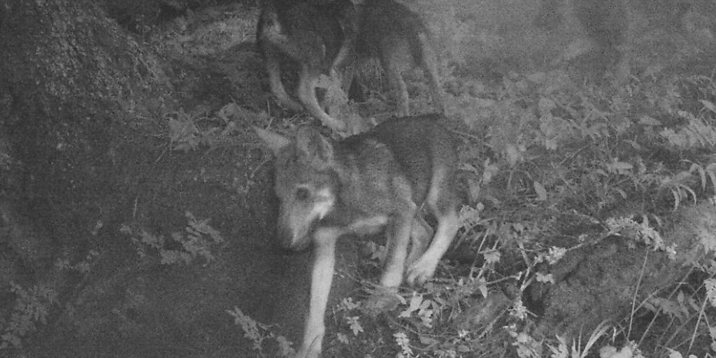 Das Video einer im Walliser Chablais aufgestellten Überwachungskamera zeigt sieben Wolfswelpen in Begleitung eines männlichen Wolfes.