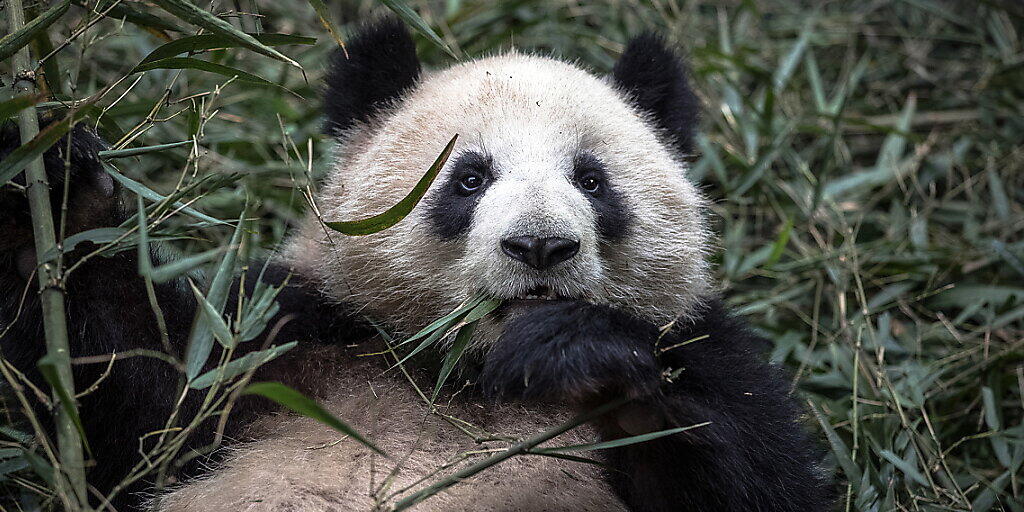 Der Verlust von Biodiversität führt auch zu finanziellen Risiken, sagt eine neue Studie des WWF. Im Bild: Ein Panda frisst Bambus.