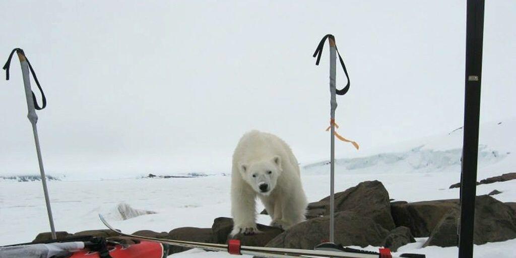 Weil sie wegen der Klimaerwärmung noch nicht von Eisschollen aus Robben jagen können, sind russische Eisbären hungrig. Deshalb überwinden sie ihre natürliche Scheu vor Menschen und suchen Dörfer heim. Manchenorts werden Schulbusse eingesetzt, um Kinder zu schützen. (Archivbild)