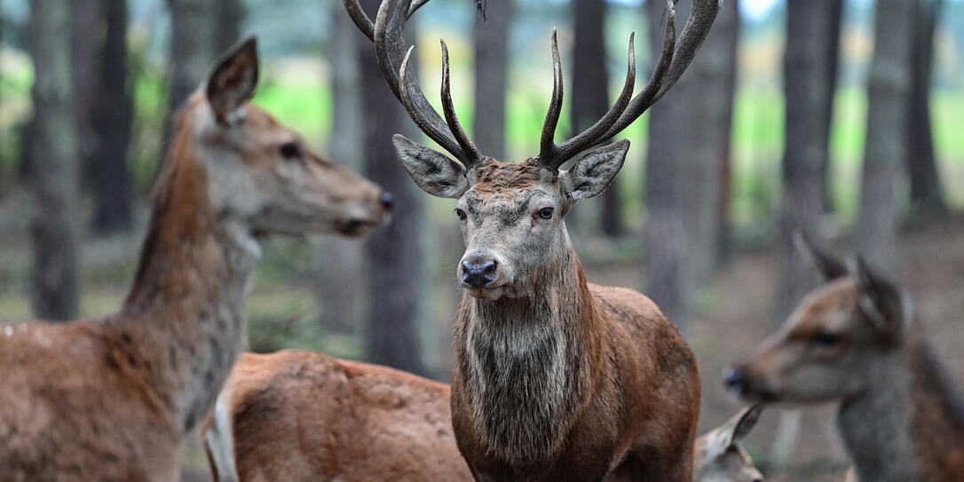 Hirschbrunft im Wildpark Schorfheide