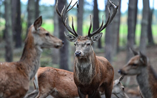 Hirschbrunft im Wildpark Schorfheide