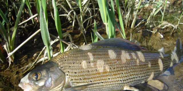 Ein mit Saprolegniapilz befallener Fisch (Bild: SFV)