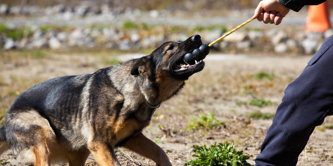 German Shepherd Police Dog Training German Shepherd Police Dog Training