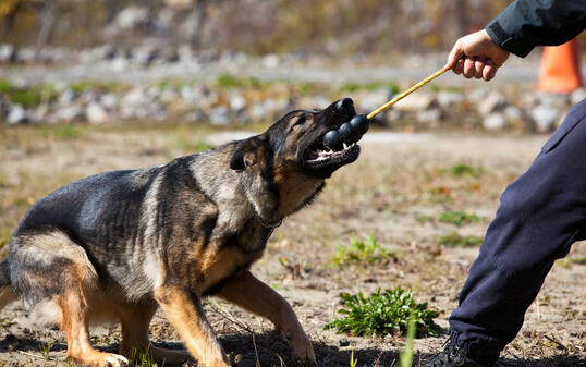 German Shepherd Police Dog Training