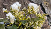 Schnee im Frühling