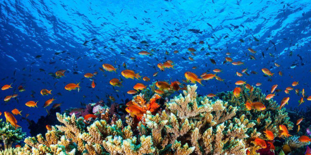 Laut einem Meeresbiologen hat das Wetterphänomen El Niño zu einer schlimmen Korallenbleiche im Great Barrier Reef im Norden Australiens geführt. (Archivbild) Laut einem Meeresbiologen hat das Wetterphänomen El Niño zu einer schlimmen Korallenbleiche im Great Barrier Reef im Norden Australiens geführt. (Archivbild)