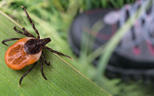 Lurking deer tick and foot in hiking boot on green grass. Ixodes ricinus or scapularis. Danger in nature