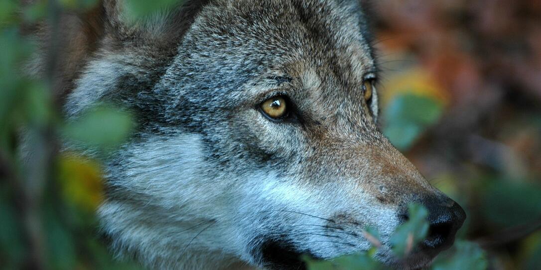 Symbolbild Wolf Symbolbild Wolf