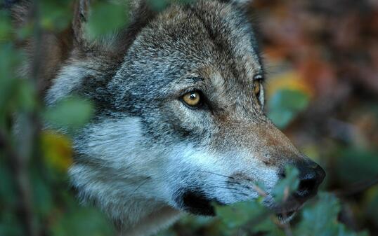 Symbolbild Wolf