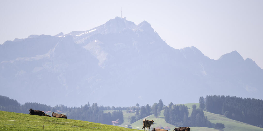 LANDSCHAFT, WIESE, VIEH, KUH, KUEHE,  UNTERSUCHUNG, CHEMIKALIEN, PER- UND POLYFLUORIERTE ALKYLVERBINDUNGEN, BODEN, BODENVERSCHMUTZUNG,
