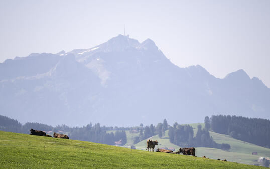 LANDSCHAFT, WIESE, VIEH, KUH, KUEHE,  UNTERSUCHUNG, CHEMIKALIEN, PER- UND POLYFLUORIERTE ALKYLVERBINDUNGEN, BODEN, BODENVERSCHMUTZUNG,