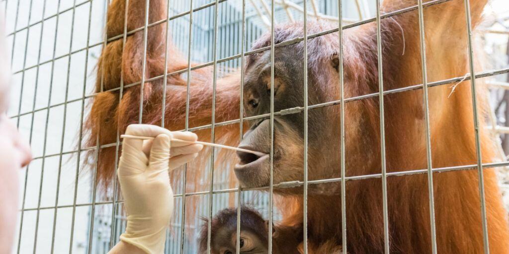 Wer ist der Vater der kleinen Padma? Um dies zu klären, wurde Orang-Utans im Zoo Basel für einen Vaterachaftstest mit Wattestäbchen eine Speichelprobe entnommen.