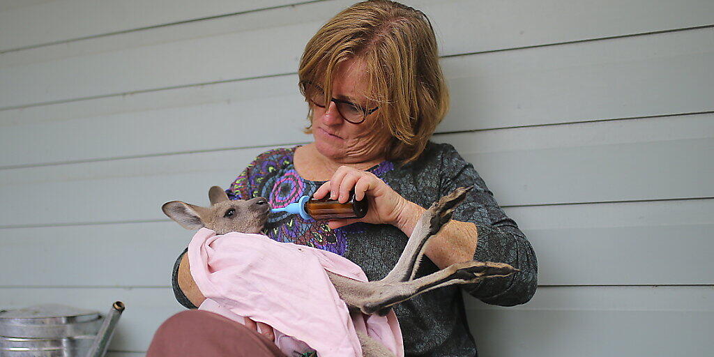 Den Flammen entronnen: Eine Helferin päppelt südlich von Sydney ein junges Graues Känguru mit einem Schoppen auf.