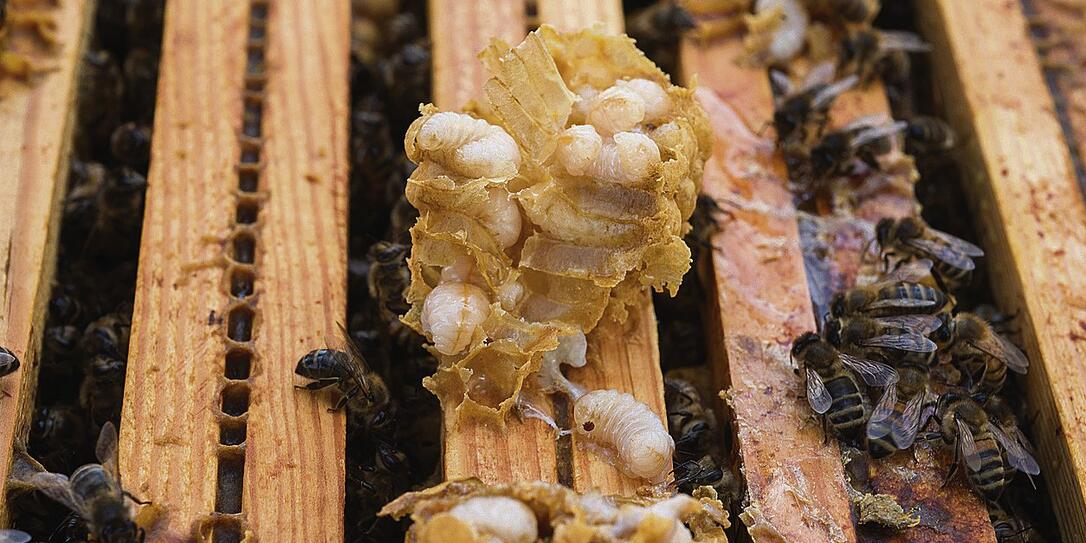 Honey bee and male brood showing varroa mites
