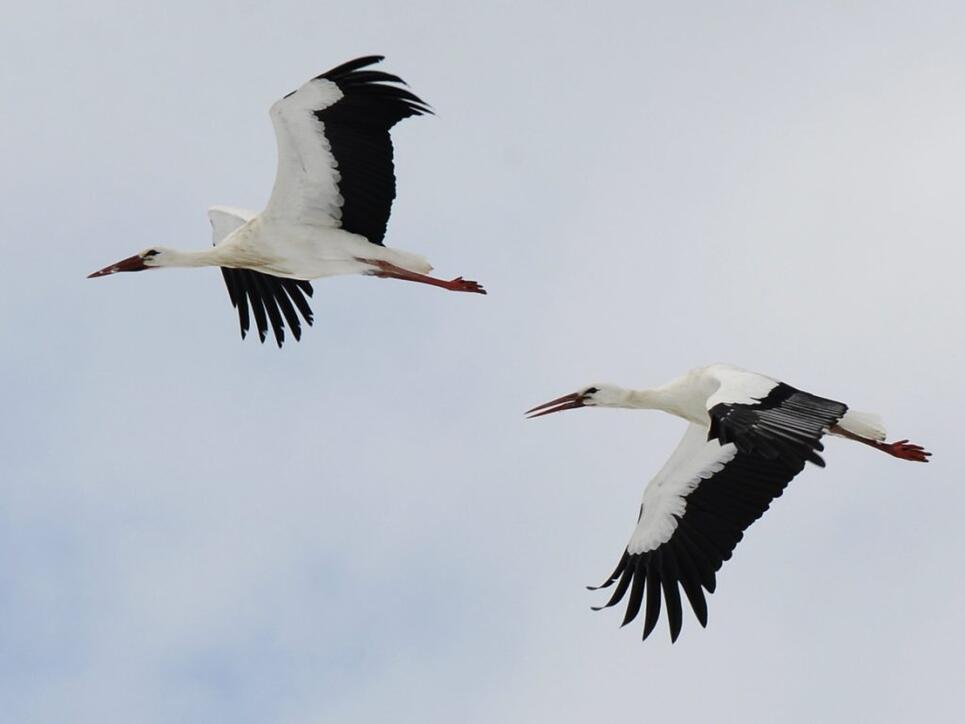 Weissstörche in der Schweiz fliegen im Winter weniger weit in den Süden oder verzichten ganz auf die strapaziöse und gefährliche Reise. Weshalb, ist ein Rätsel für Vogelkundler.